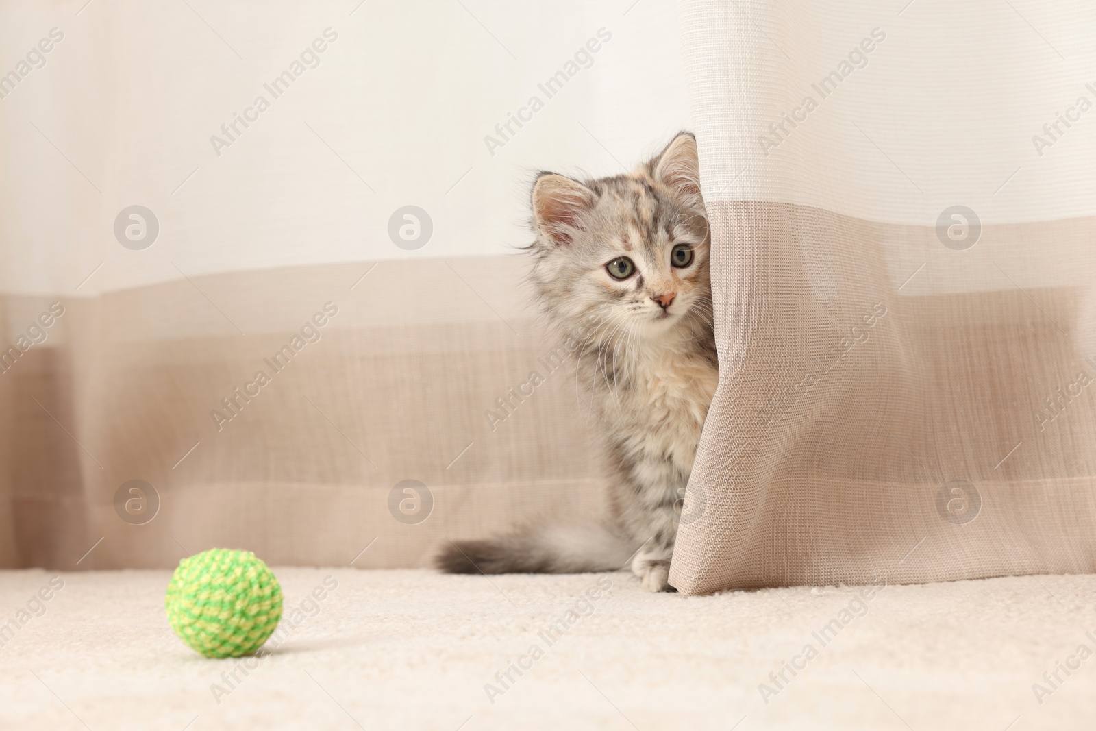 Photo of Cute fluffy kitten with ball at home