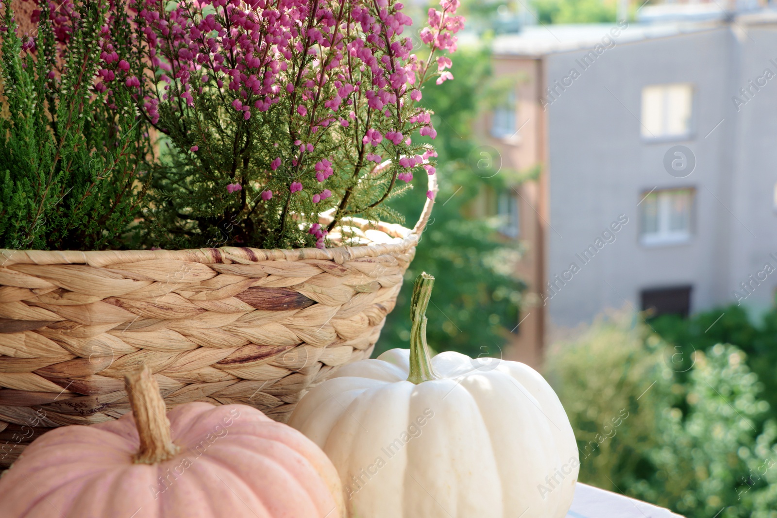 Photo of Wicker basket with beautiful heather flowers and pumpkins on windowsill outdoors, closeup. Space for text