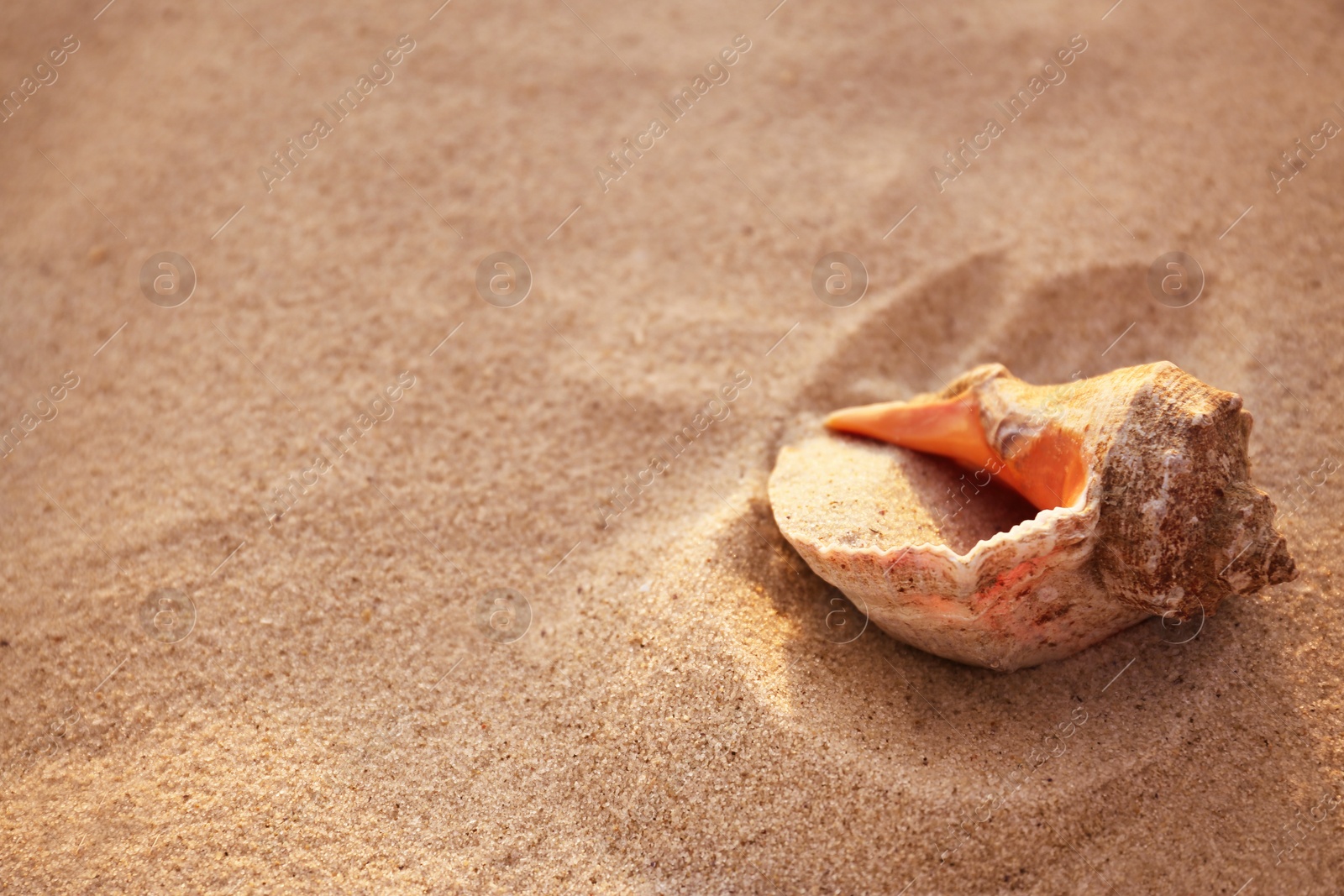 Photo of Sandy beach with beautiful seashell on sunny summer day. Space for text