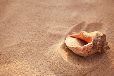 Sandy beach with beautiful seashell on sunny summer day. Space for text