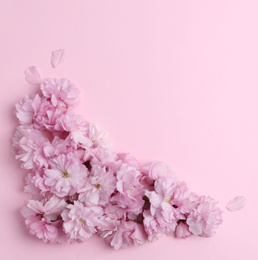Photo of Beautiful sakura blossom on pink background, space for text. Japanese cherry