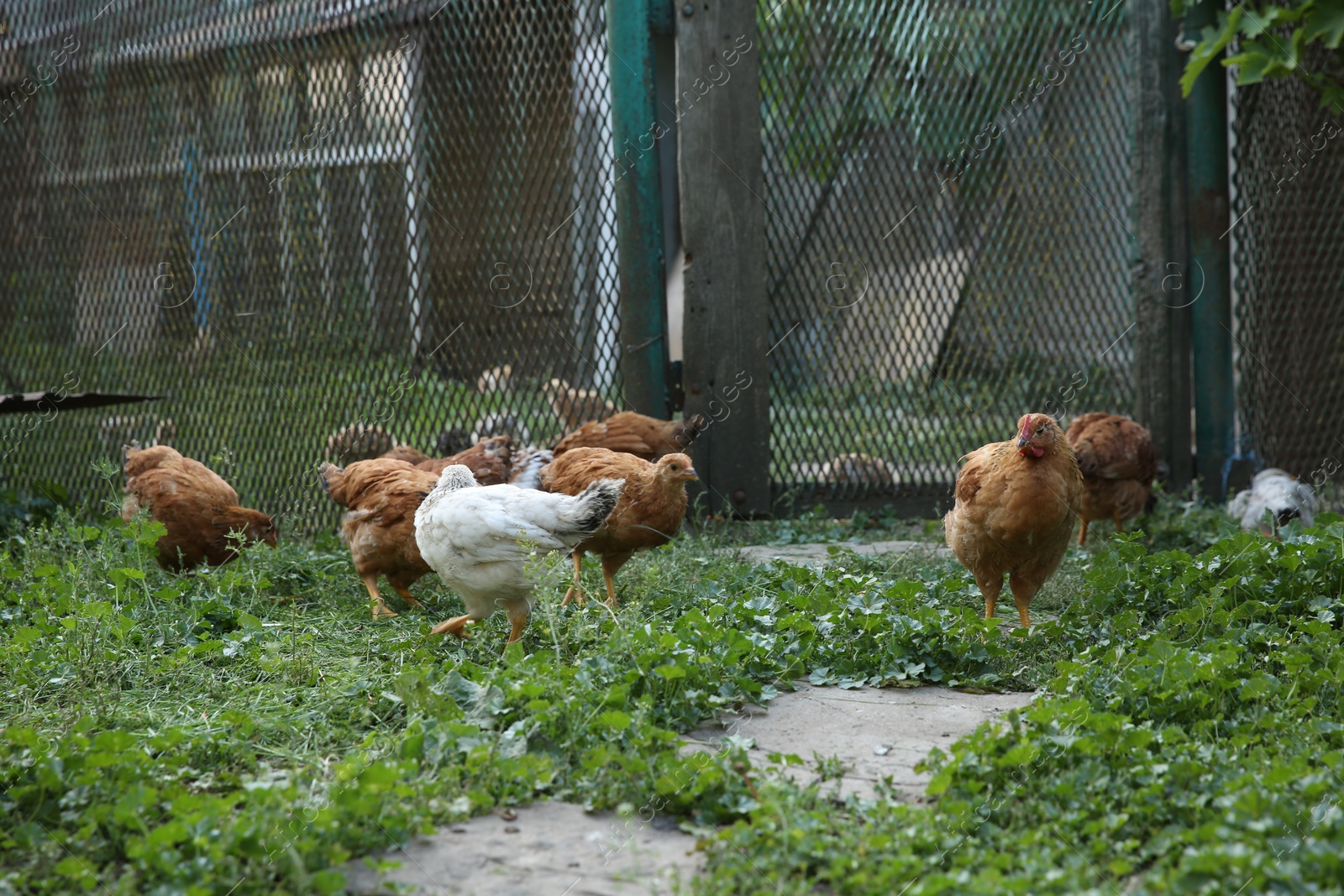 Photo of Many beautiful domestic chickens in farm outdoors