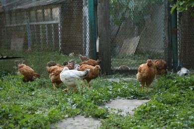 Photo of Many beautiful domestic chickens in farm outdoors