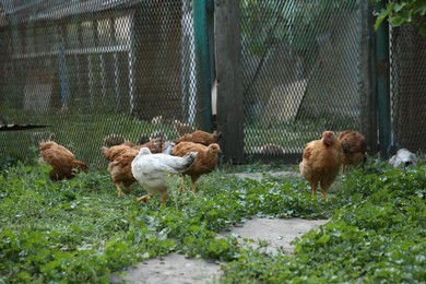 Many beautiful domestic chickens in farm outdoors