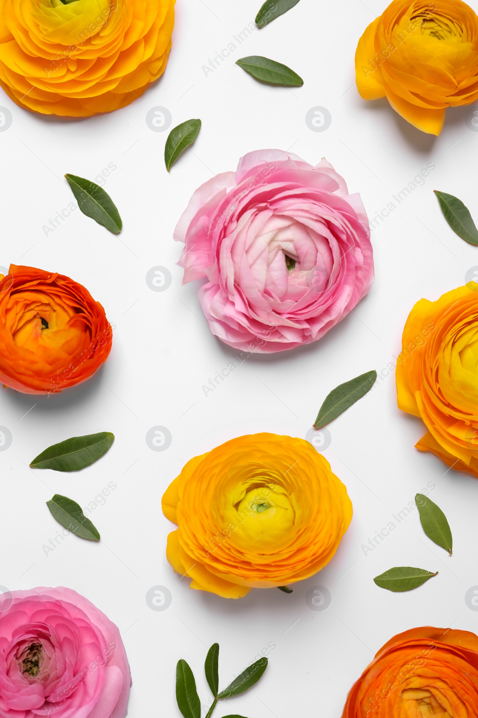 Photo of Beautiful ranunculus flowers on white background, top view