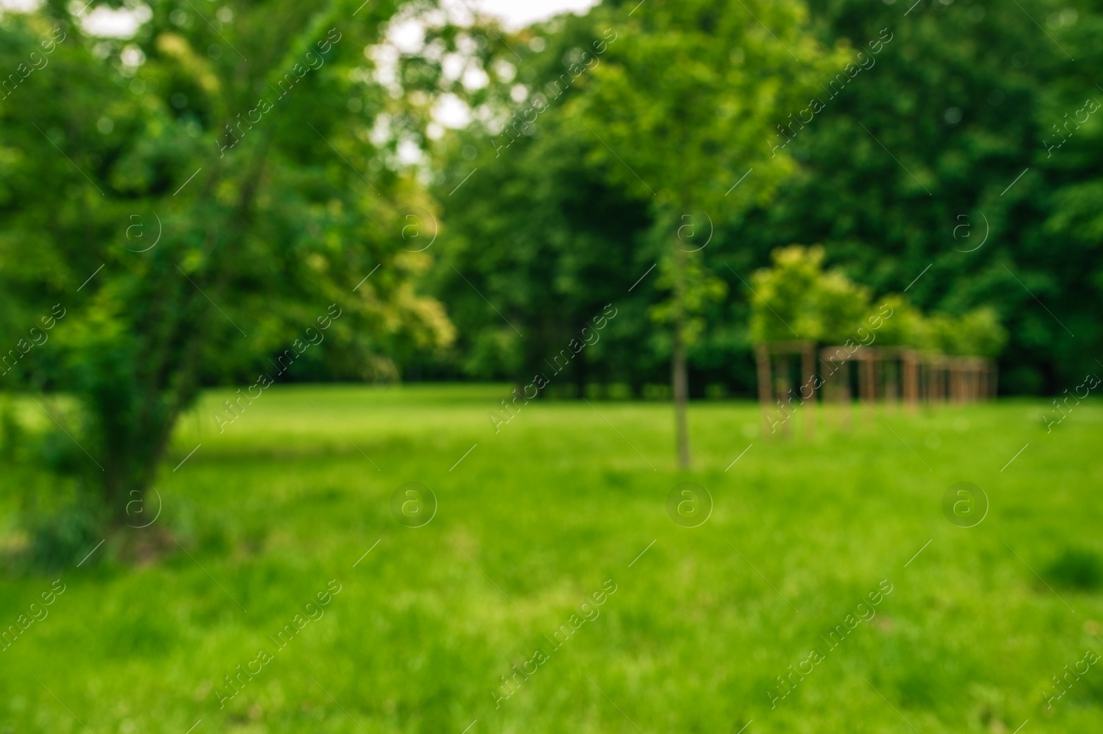 Photo of Beautiful lawn with many trees growing outdoors, blurred view