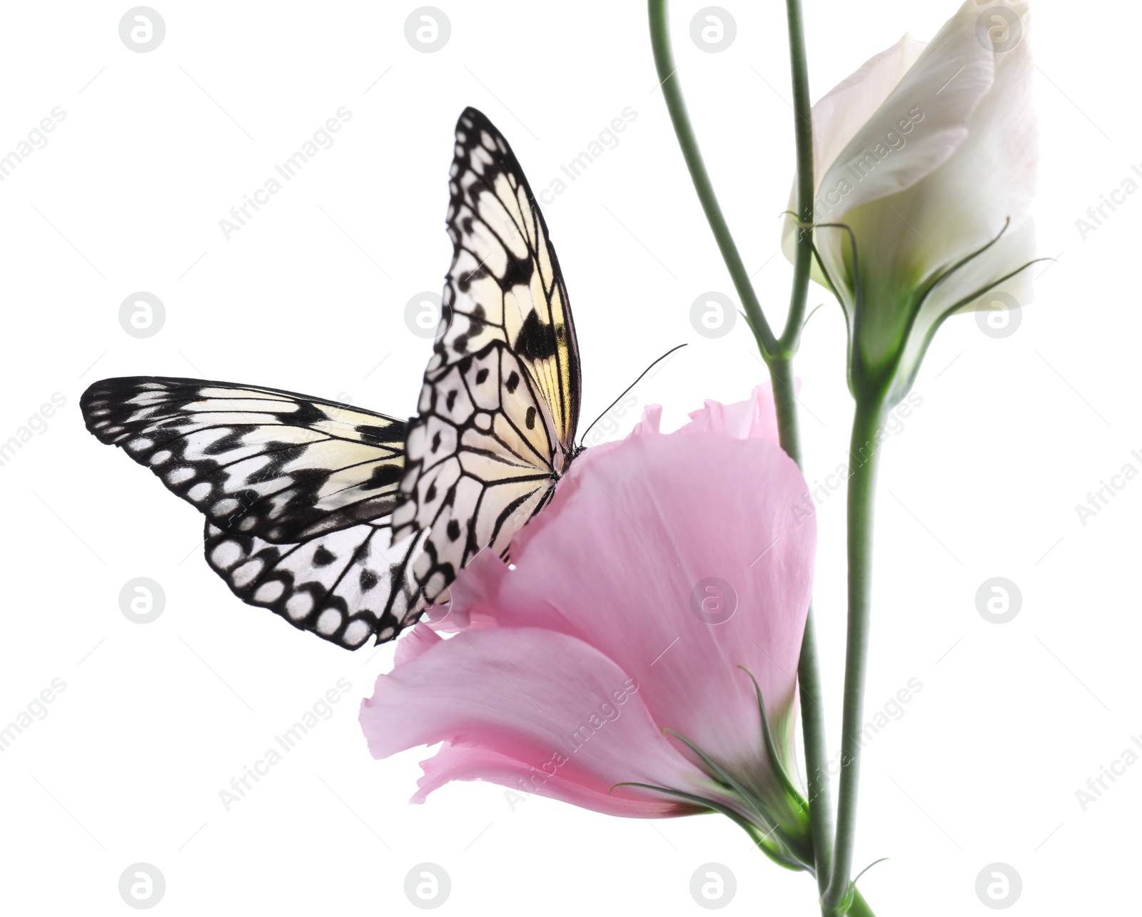 Photo of Beautiful rice paper butterfly sitting on eustoma flower against white background