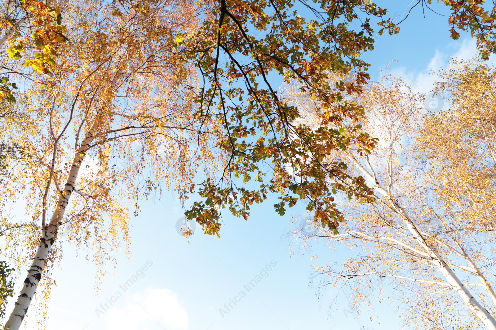 Photo of Beautiful trees with bright leaves against sky on autumn day, low angle view