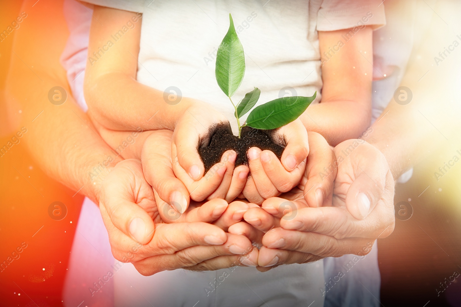 Image of Family holding soil with green plant in hands on color background, closeup