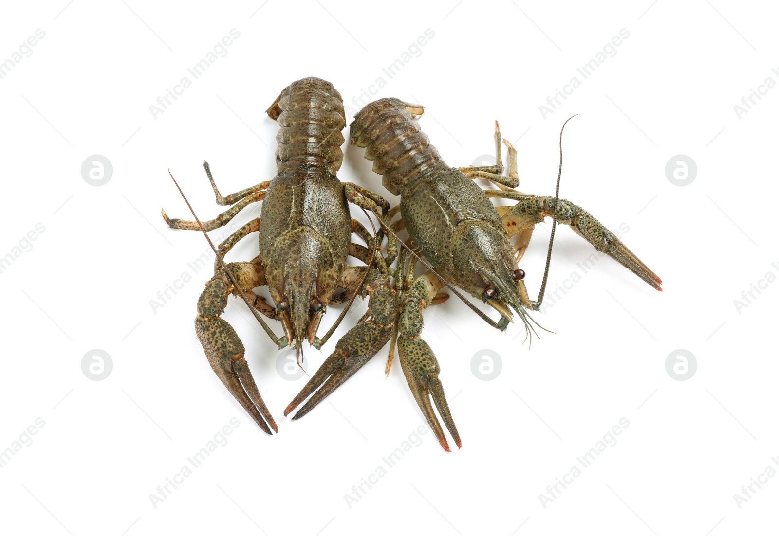 Photo of Fresh raw crayfishes isolated on white. Healthy seafood