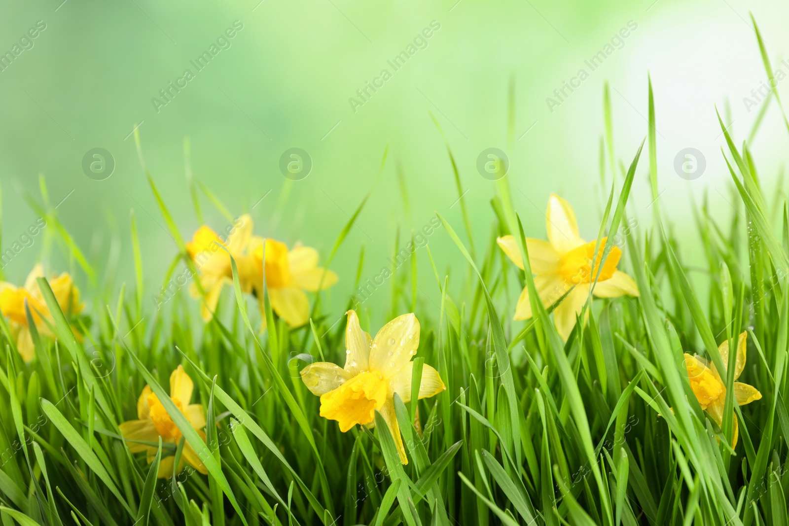 Photo of Bright spring grass and daffodils with dew against blurred background