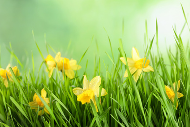 Photo of Bright spring grass and daffodils with dew against blurred background