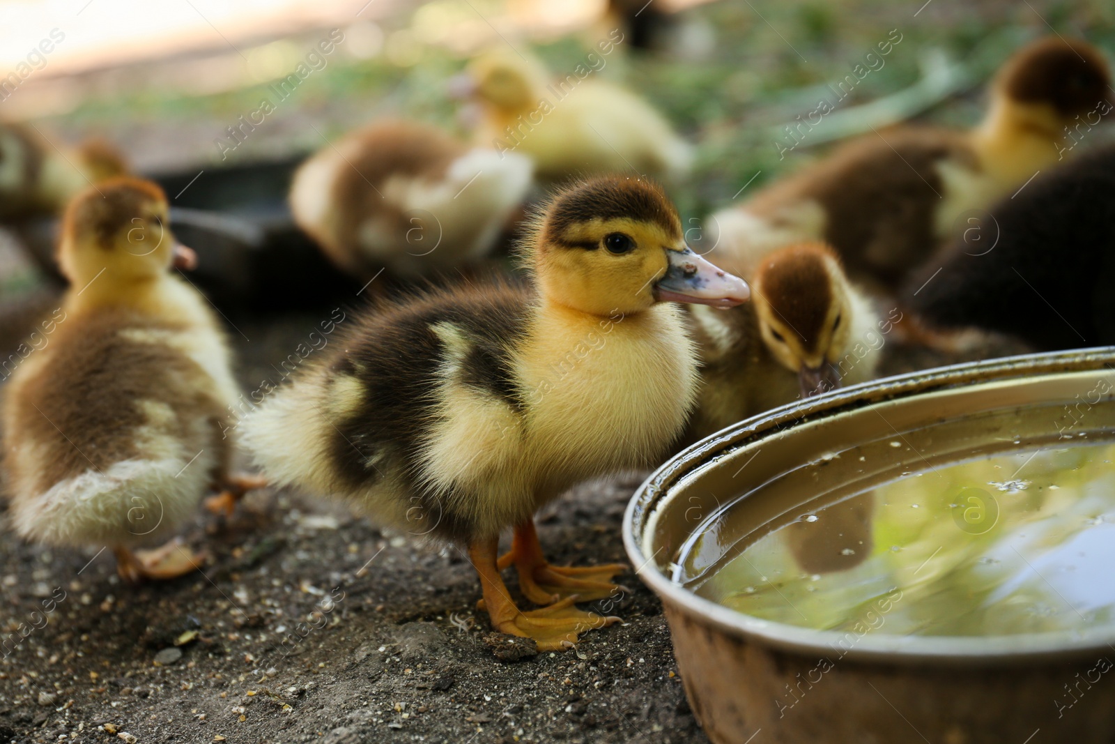 Photo of Cute fluffy ducklings near bowl of water in farmyard