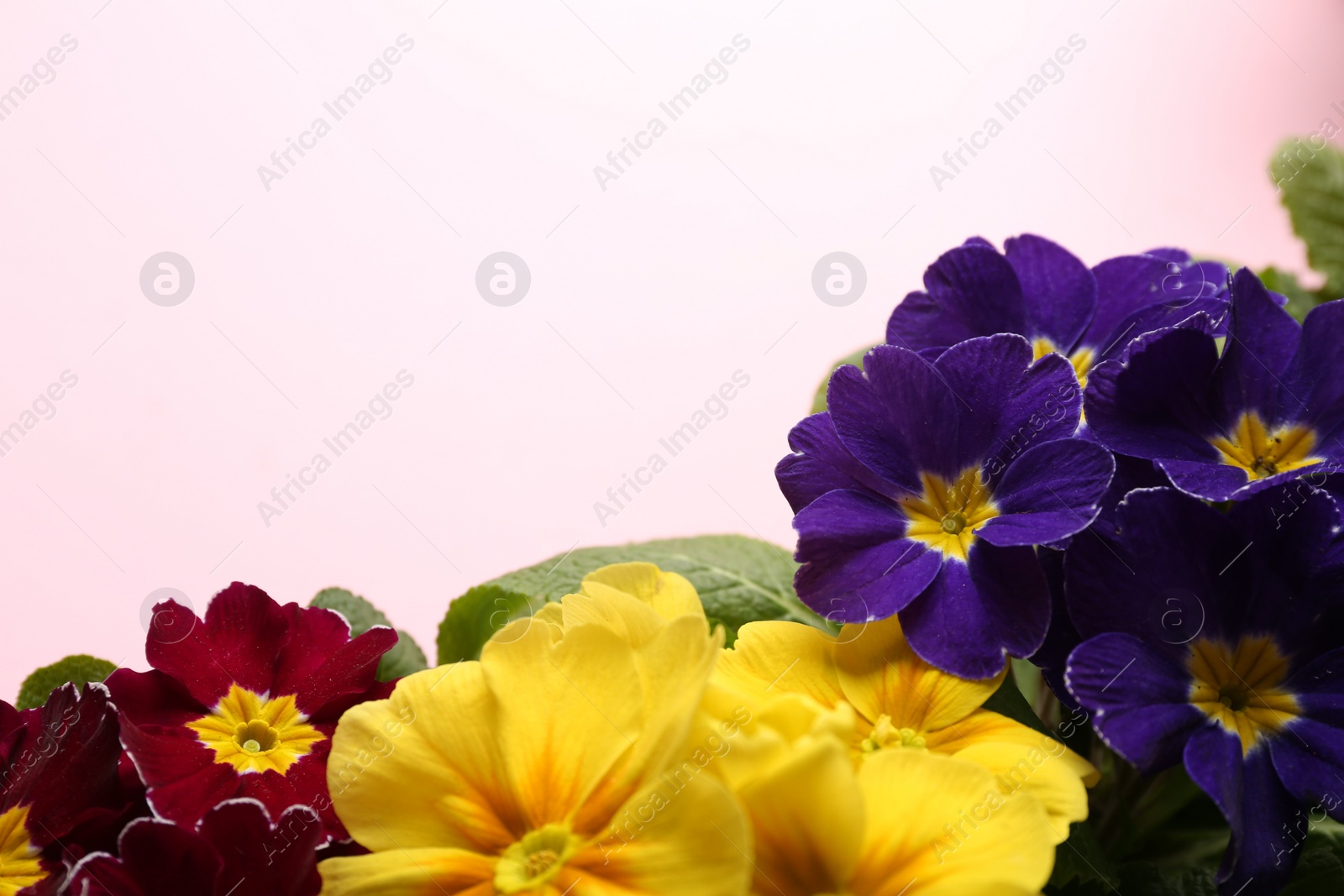 Photo of Beautiful primula (primrose) plants with colorful flowers on pink background, space for text. Spring blossom