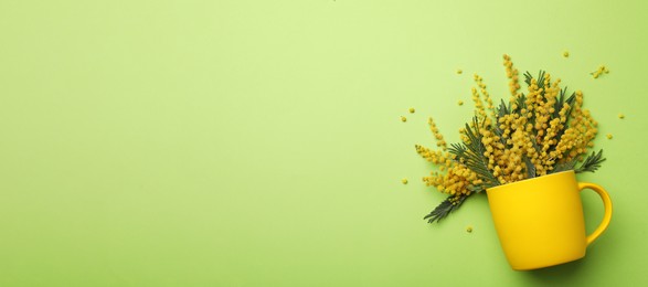 Beautiful floral composition with mimosa flowers and cup on green background, flat lay. Space for text