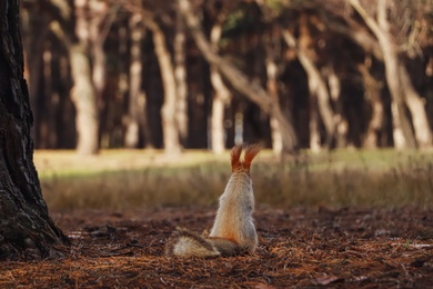 Cute red squirrel in forest, back view