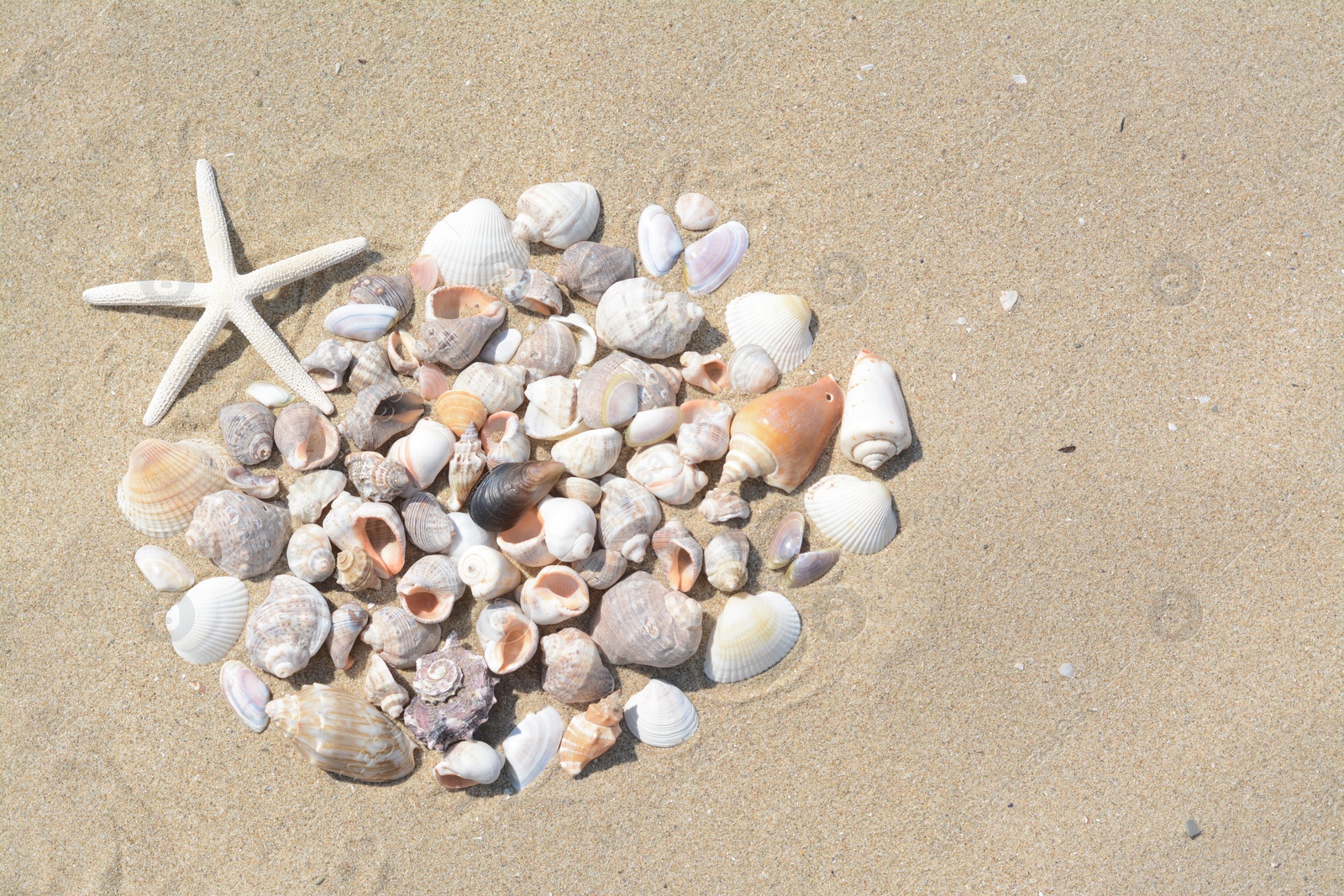 Photo of Beautiful starfish and sea shells on sandy beach, flat lay. Space for text