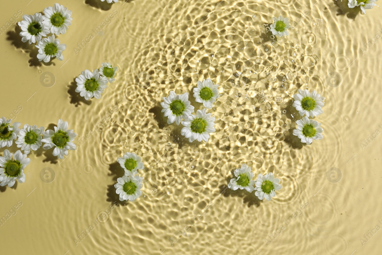 Photo of Beautiful chrysanthemum flowers in water on pale yellow background, top view