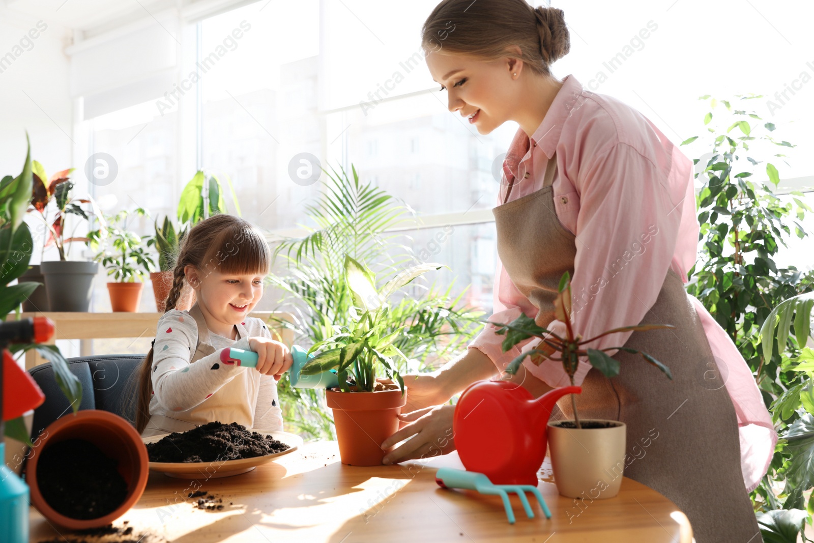 Photo of Mother and daughter taking care of home plants at table indoors