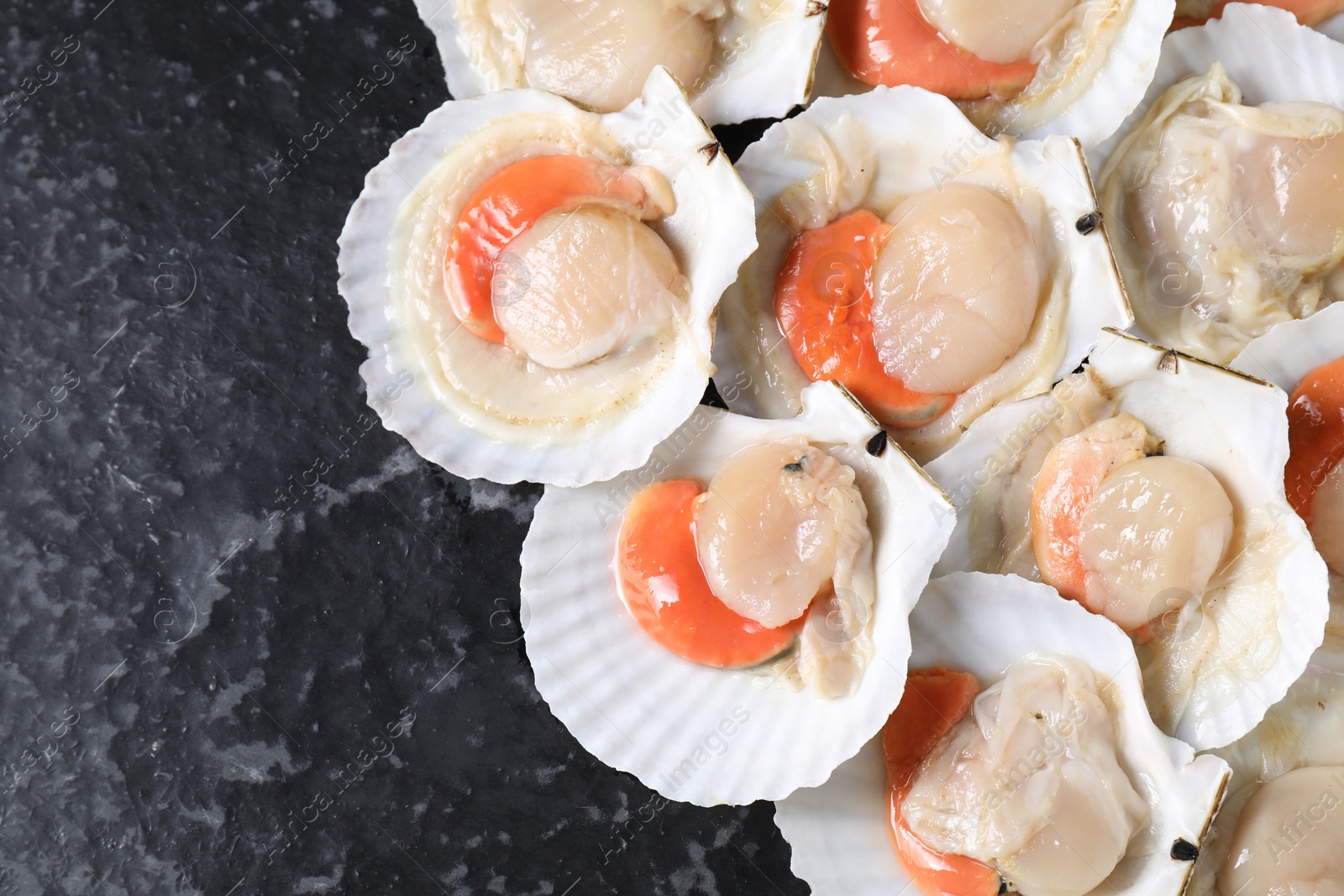 Photo of Fresh raw scallops with shells on black textured table, flat lay. Space for text