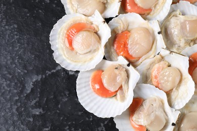 Fresh raw scallops with shells on black textured table, flat lay. Space for text