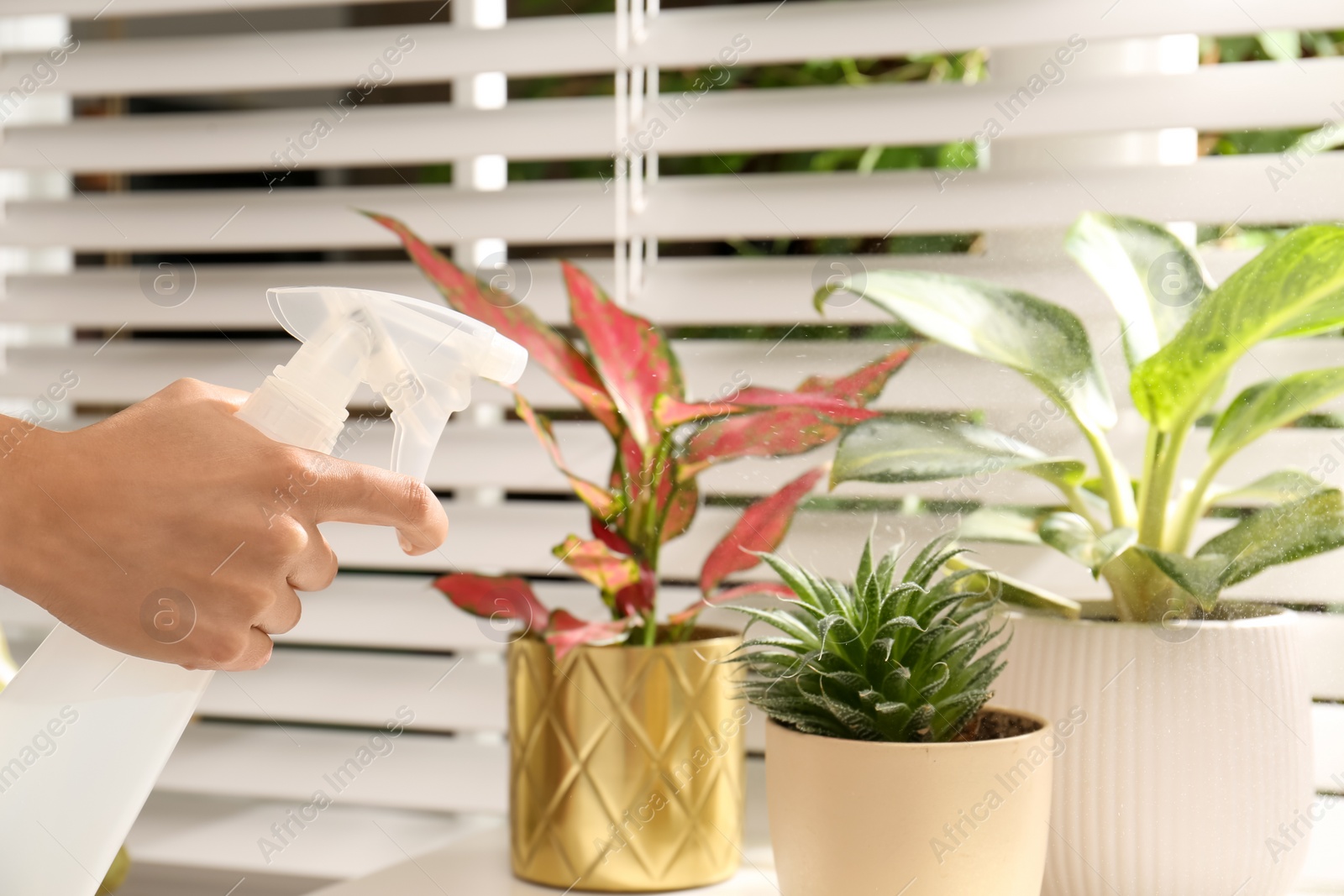 Photo of Woman spraying beautiful houseplants near window indoors, closeup