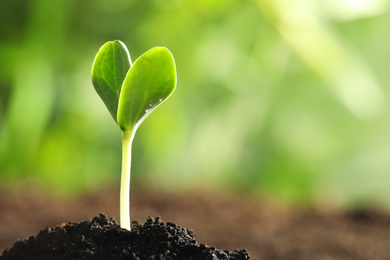 Young vegetable seedling growing in soil outdoors, space for text