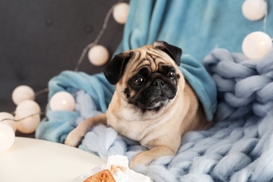 Cute pug dog with blankets on sofa at home. Warm and cozy winter