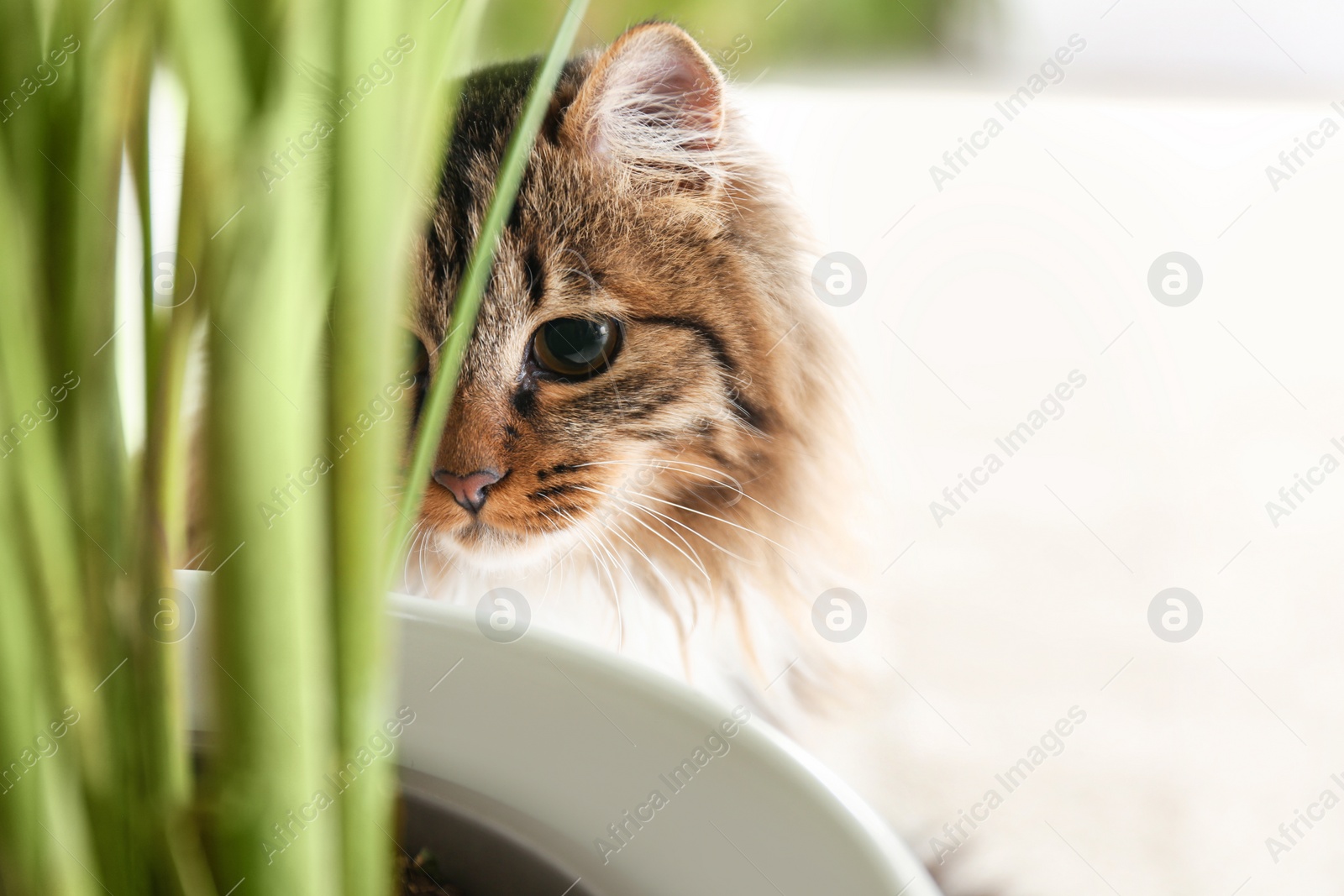 Photo of Adorable cat near houseplant on floor at home