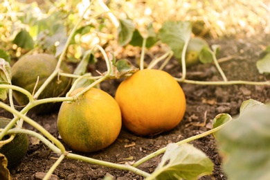 Fresh juicy melons growing in field on sunny day