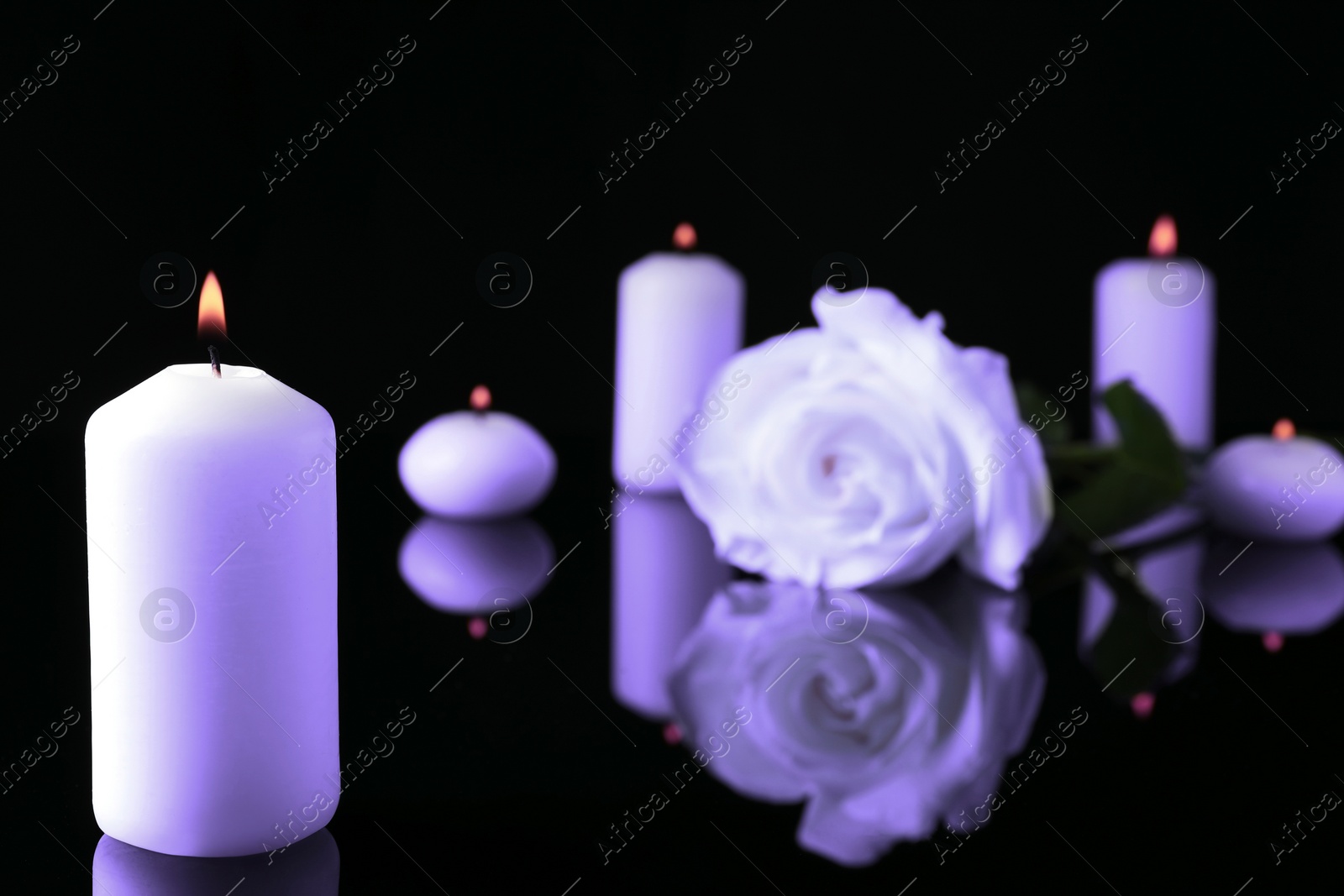 Image of Violet rose and burning candles on black mirror surface. Funeral attributes