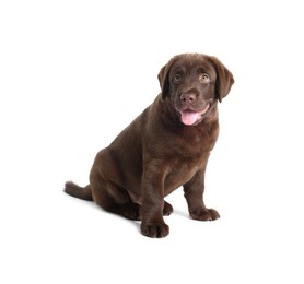 Photo of Cute chocolate Labrador Retriever puppy on white background