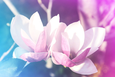 Image of Closeup view of blossoming spring tree outdoors, color toned