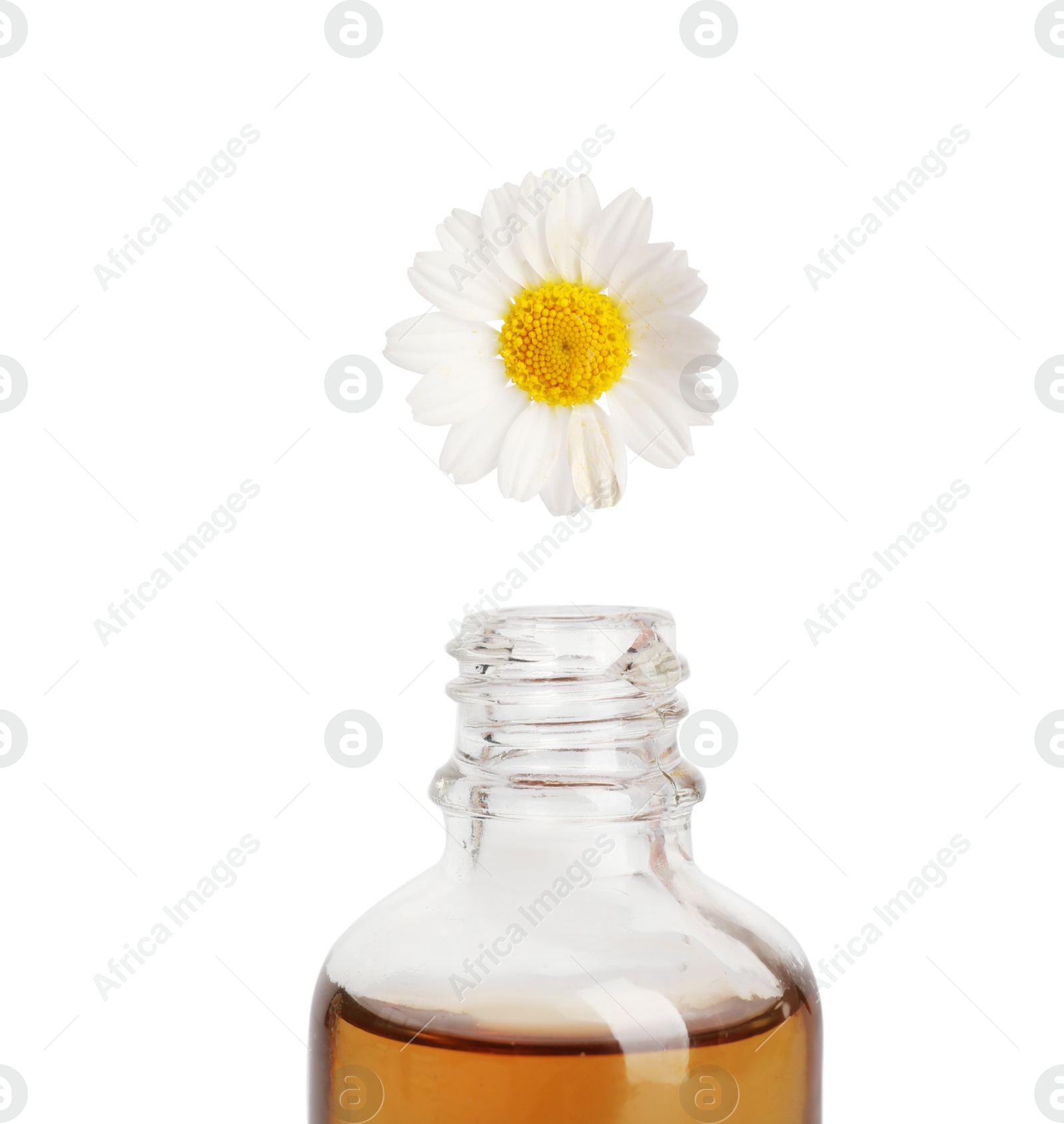 Photo of Essential oil dripping from chamomile petal into glass bottle on white background