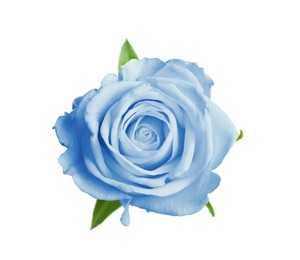 Image of Beautiful blooming light blue rose on white background