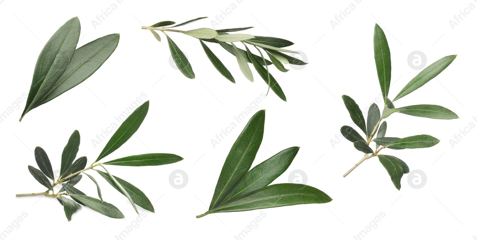 Image of Set with fresh green olive leaves on white background. Banner design