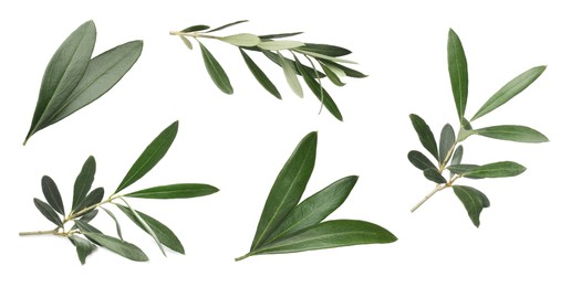 Image of Set with fresh green olive leaves on white background. Banner design