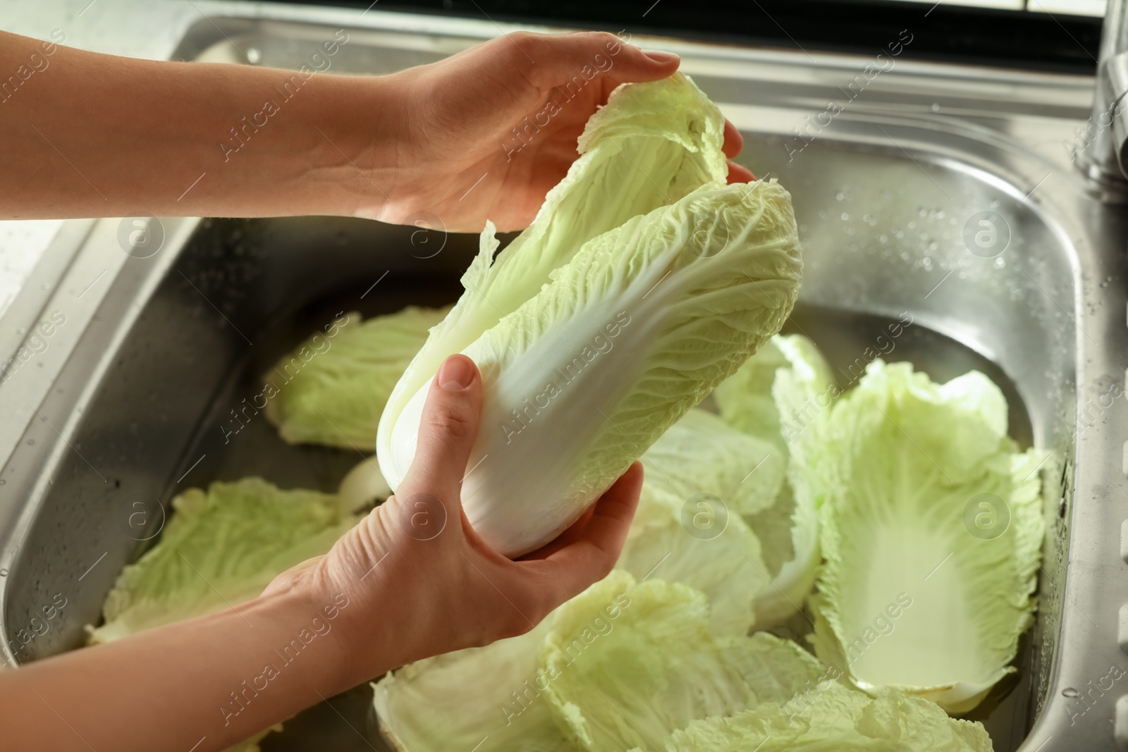 Photo of Woman washing fresh Chinese cabbages in sink, closeup