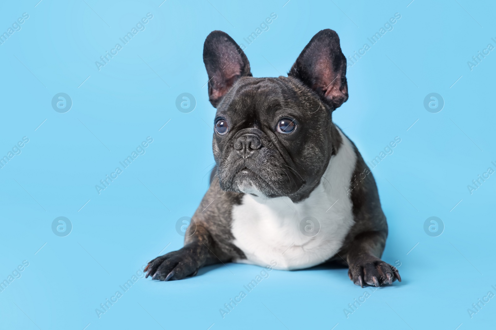 Photo of Adorable French Bulldog on light blue background. Lovely pet