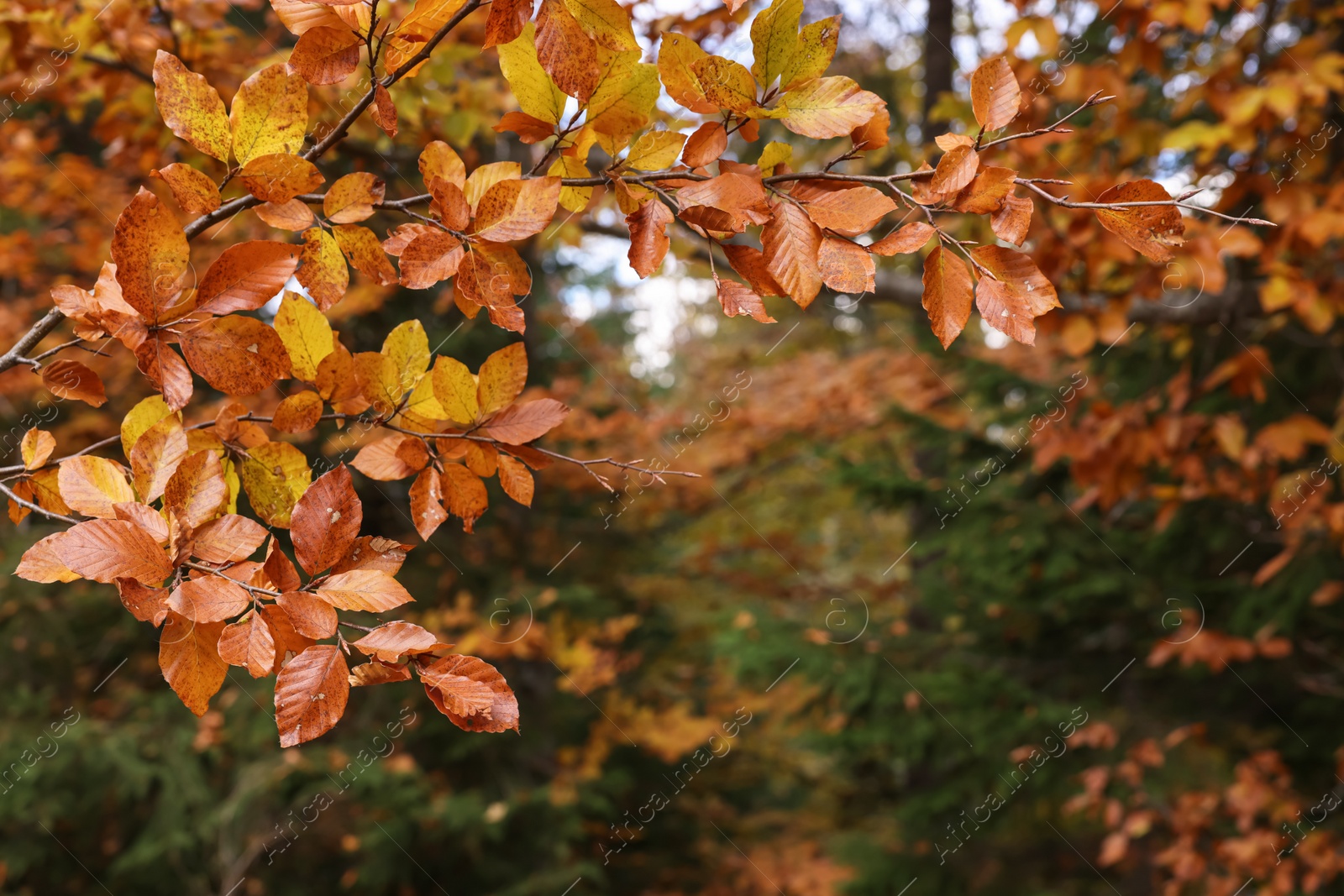 Photo of Branches with beautiful leaves in autumn, closeup