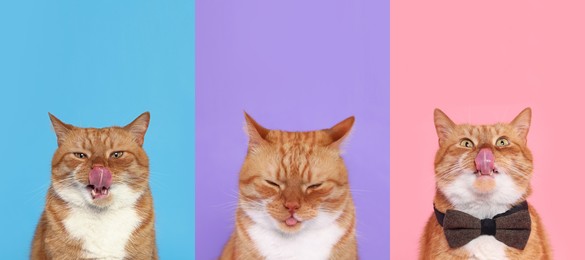 Image of Cute red cat showing tongue, collection of photos on different colors backgrounds