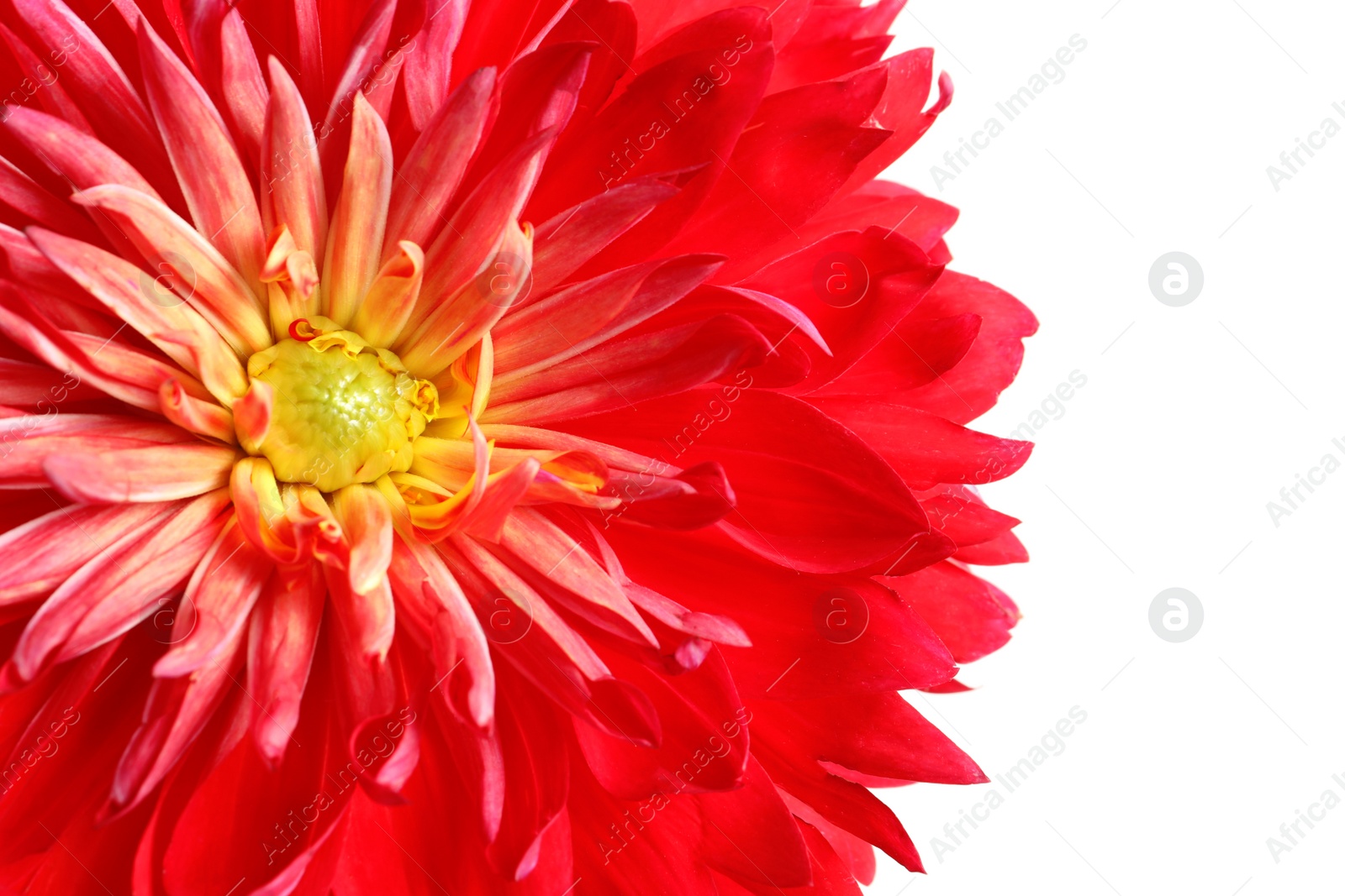 Photo of Beautiful red dahlia flower on white background, closeup