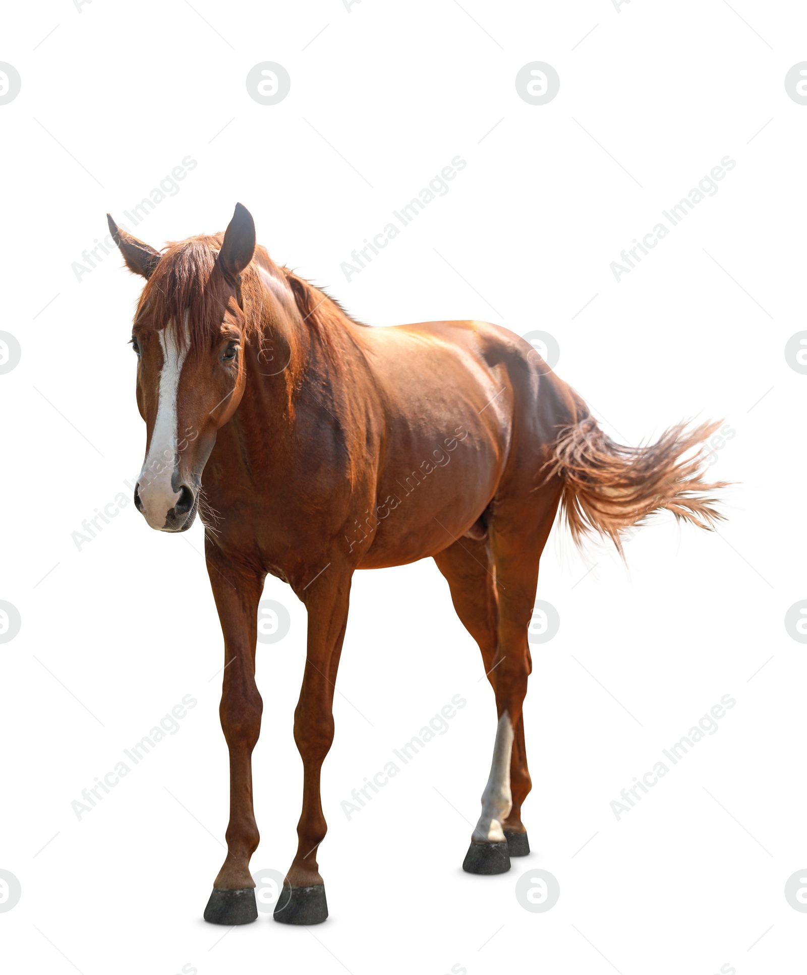 Image of Chestnut horse walking on white background. Beautiful pet  