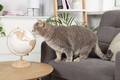 Photo of Cute cat on armchair near table with globe at home. Travel with pet concept