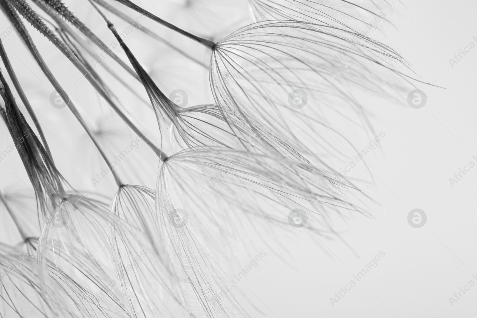 Photo of Dandelion seeds on grey background, close up. Black and white effect