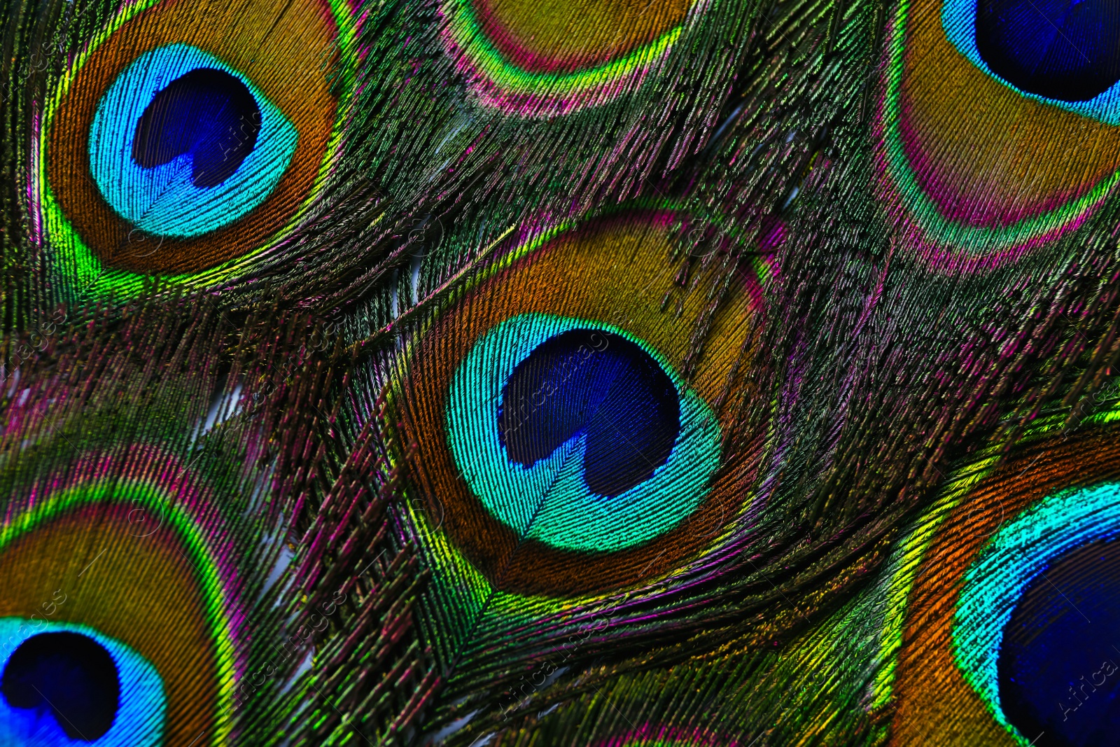 Photo of Beautiful bright peacock feathers as background, closeup