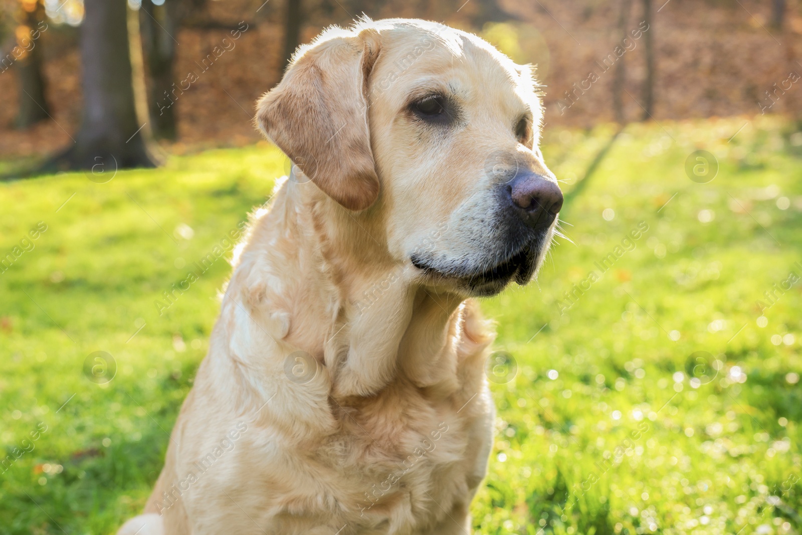 Photo of Cute Labrador Retriever dog on green grass in sunny autumn park