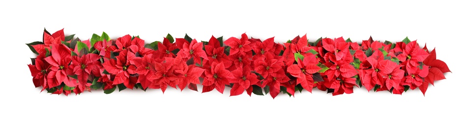 Image of Christmas traditional Poinsettia flowers on white background, top view. Banner design 