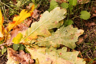 Photo of Fallen leaves after rain in autumn, closeup