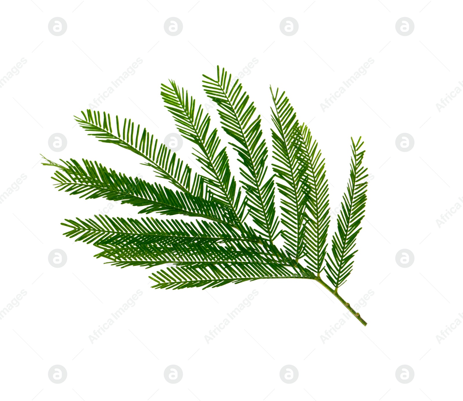 Photo of Mimosa branch with green leaves on white background